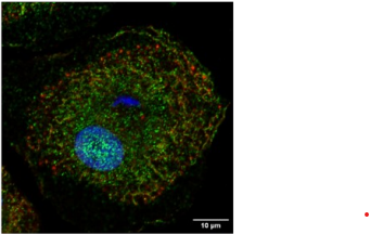 New research in Science #Immunology describes how the mosquito salivary protein #Nest1 binds #CD47 for immunosuppression and encourages #Zika virus infections. scim.ag/816