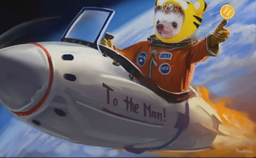 <a href="/MaisonGhost/">Maison Ghost</a> Sure!
$HOGGER is on the next leg of greatness!
Don't miss out, we're going higher!