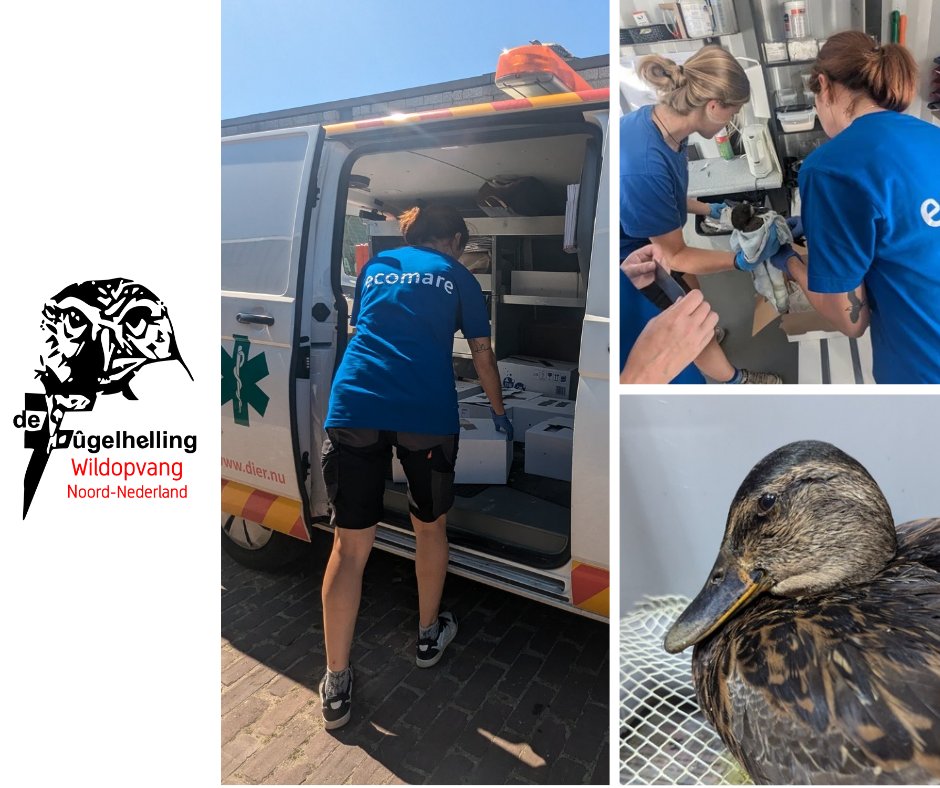 • Opvang botulisme slachtoffers •
Met de aanhoudende #warmte zorgt #botulisme voor veel #slachtoffers. Zo ook op #Texel #Ecomare 
Om de #collega's te ondersteunen hebben wij gisteren 20 dieren overgenomen <a href="/Fugelhelling/">Fugelhelling</a> verder te revalideren. #wild
#samenwerking #opvangcentra