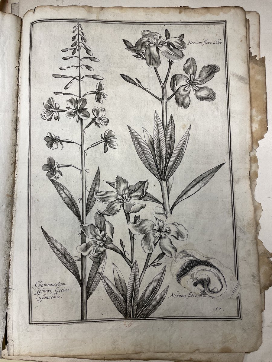 SelbachVanessa1's tweet photo. Il n’est pas rare de voir des #estampes anciennes abîmées réparées autrefois avec des morceaux d’autres gravures. Mais la rencontre ici de fragments d’un livre de portraiture et des planches d’un livre des fleurs de Rabel de ⁦@laBnF⁩ est assez surréaliste 😍 https://t.co/onE1ZCTtkX