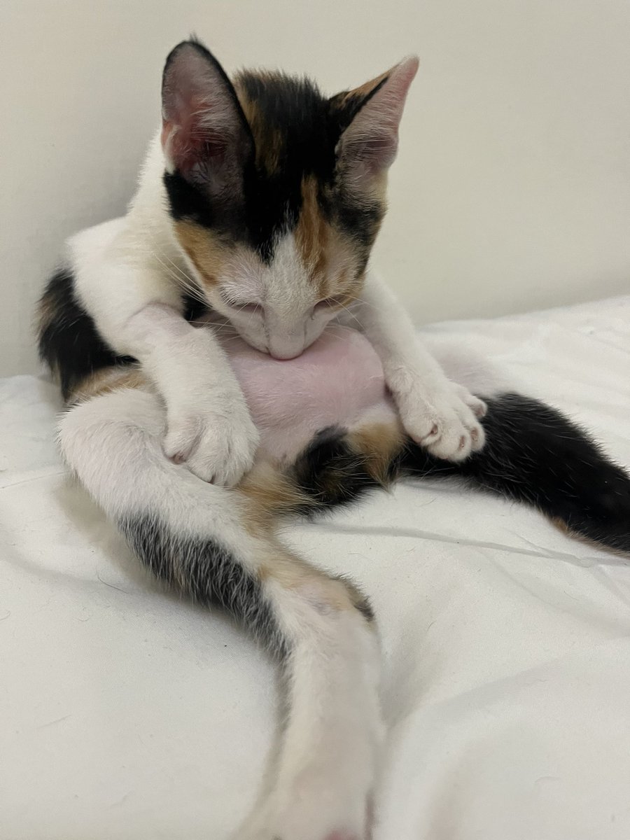lonel อีกะทิ🥥🎀 tweet media