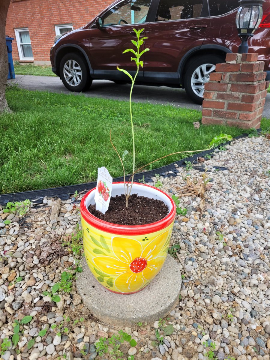 dat_kyo's tweet photo. About 3~4 months ago I picked up a single pomegranate tree I saw at the store looking kind of sad but doing its best (got a new pot for it)

Today, she's doing great!!  What a glow-up! https://t.co/Uuo3YOC1gA