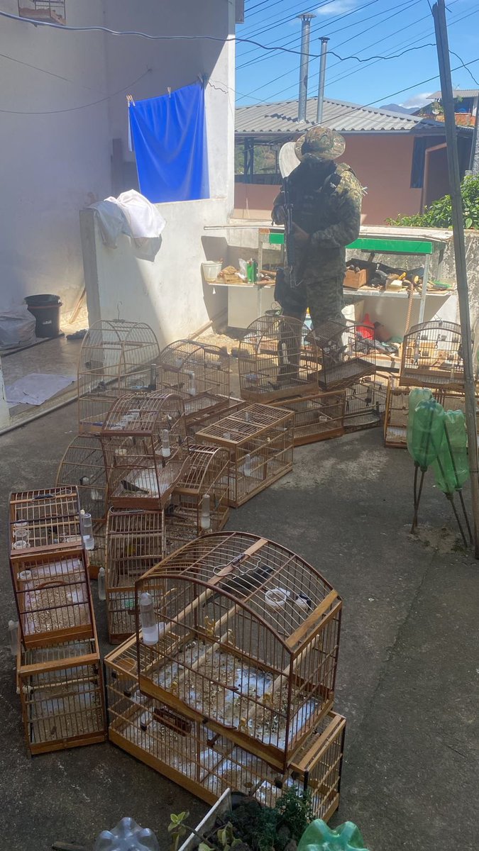 DDalertaRio's tweet photo. Operação da #5UPAm apreende 40 pássaros da fauna silvestre em Nova Friburgo com a ajuda de informações do Linha Verde, o Disque Denúncia do meio ambiente. Confira a ocorrência completa no link: https://t.co/TvvXeXwcGN https://t.co/r48odPBTaj