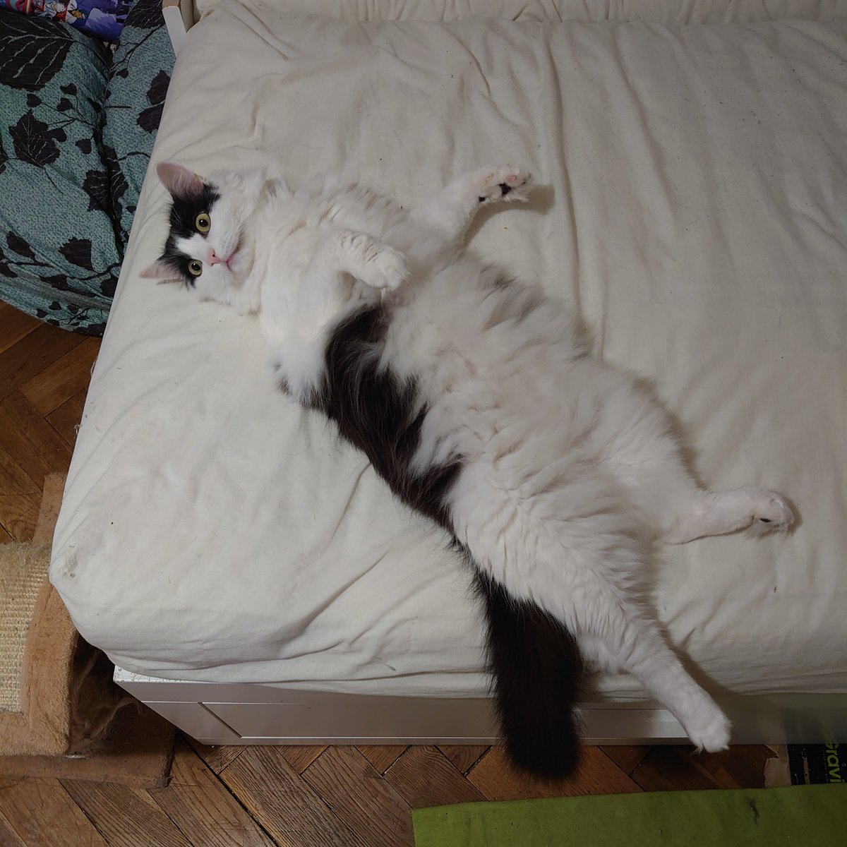 PissskTheCat's tweet photo. @zmlsana https://t.co/sFl9e9aRt7