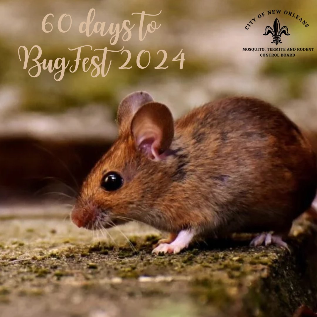 Only 60 days until BugFest 2024!  Visit nola.gov/mosquito for information about participating organizations, the schedule, etc. 🦋