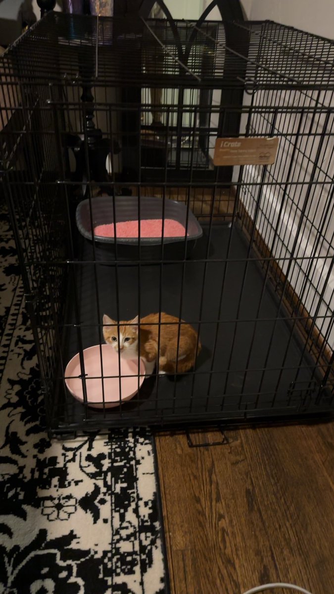 ThursdayHF's tweet image. imprisoning my humunculus as punishment for adding the wrong herb to my alchemical concoction