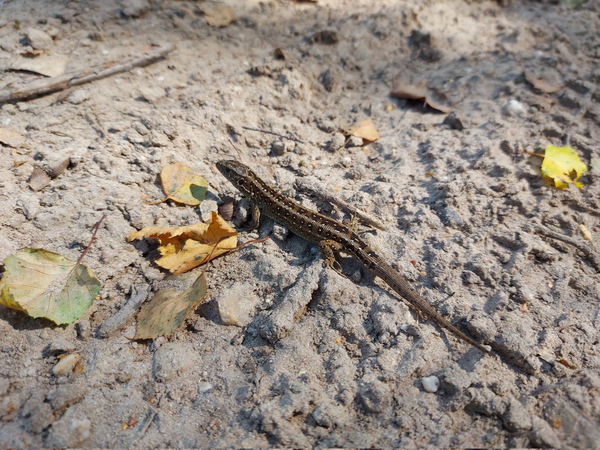 roy_mes's tweet photo. Hoe leuk is dat?! Een vrouwtje zandhagedis in de #Sysselt. Wil je een blije zandhagedis, dan geef je het zand met structuurrijke vegetatie: een stuk heide bijvoorbeeld. 🦎 https://t.co/KWQg8ZBJ3n
