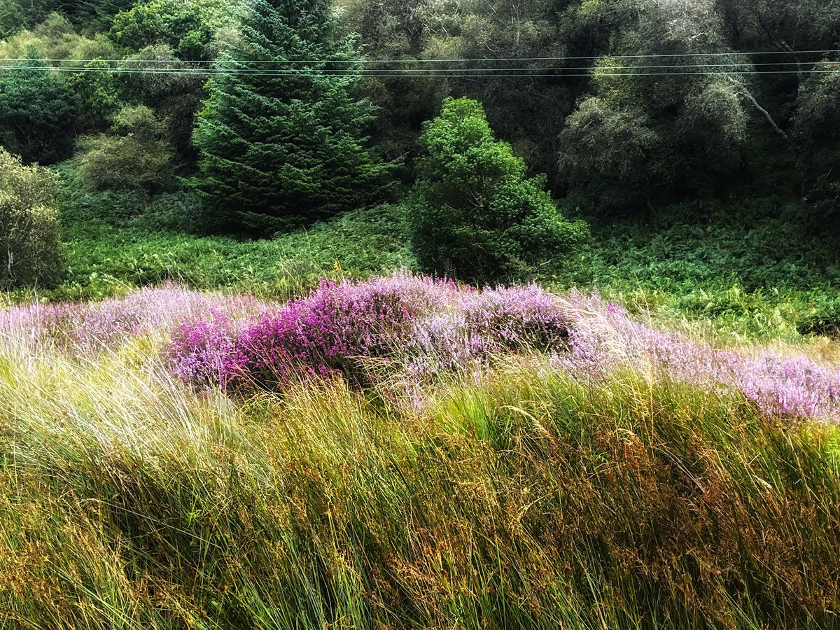 All around the blooming heather…

#recoveryrun #run #running #ukrunchat  #Tarbert #trailrunning #trails #myargyll #wildaboutargyll #abplace2b #TarbertTrails