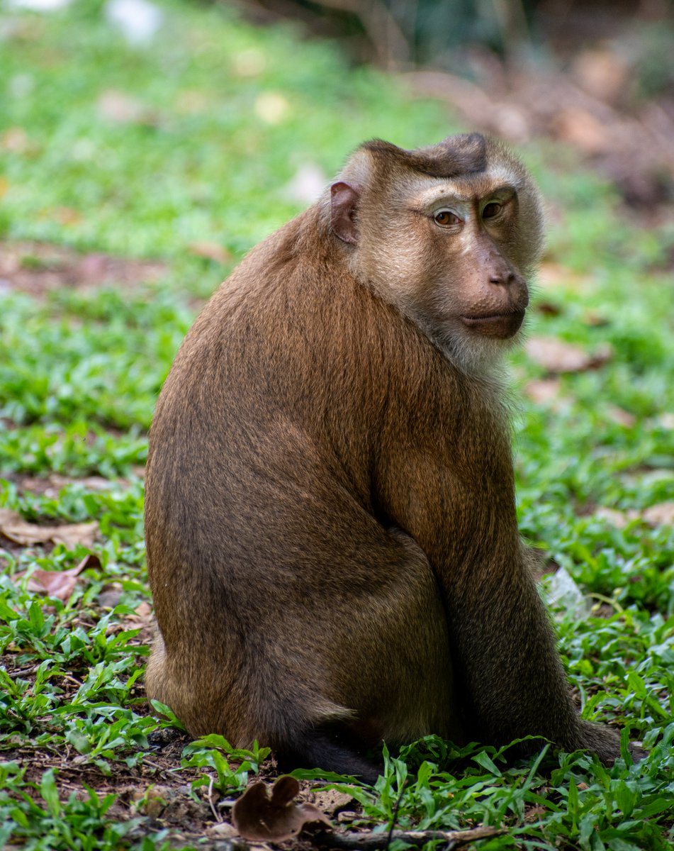 Hitthetripp's tweet photo. Macaque monkey Pose for me
Phuket - Thailand
Pictures for sell
https://t.co/vMIjEykeNU
Pictures for sell 

#monkeyhillviewpoint #monkeyhill #monkeyhillphuket #macaque #monkey #hitthetrip #monkeyfight #phuketmonkey #phuket #photographychallange #thai #thailand #photographyday https://t.co/hTbWX5Gjwa