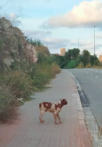 🚨¡¡ATENCIÓN!! 🚨
Este perro fue visto ayer deambular por la zona de les #Guixeres #Badalona.
dirección a #Montgat por si alguien lo busca. 
Avisadas las protectoras de la zona.
Sólo ubicar para evitar que cambie de zona.
Comparte 📣📣📣