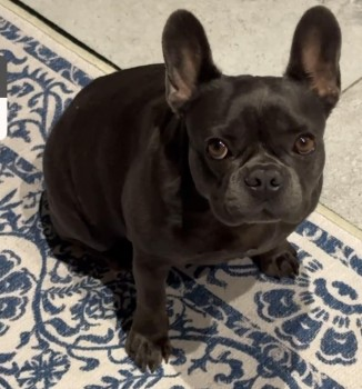 millypod1's tweet photo. LOLA HOME SAFE. THANKS FOR RT's๐๐พ๐
๐11 AUG 2024 #Lost LOLA #ScanMe
Grey French Bulldog Female
Etchden Road #Bethersden #Kent #TN26 https://t.co/5kQtvIWtTf https://t.co/qEGive6QLL