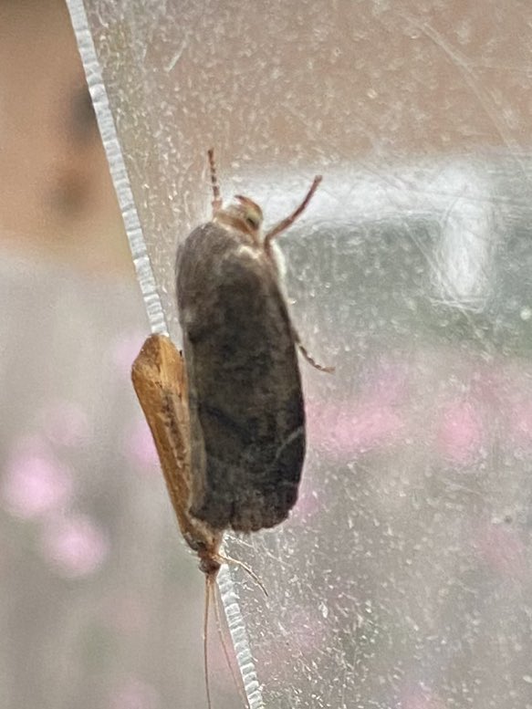 deepingsbirder's tweet photo. 206/66 here last night. No contest for star of the show… White-spotted Pinion, the first in Lincs since 2019. Accompanied by a NFG cast of:

Lesser-spotted Pinion
Calamotropha paludella
Catoptria falsella
Clavigesta purdeyi 

#ukmoths #mothsmatter https://t.co/3BMjnJa9kS