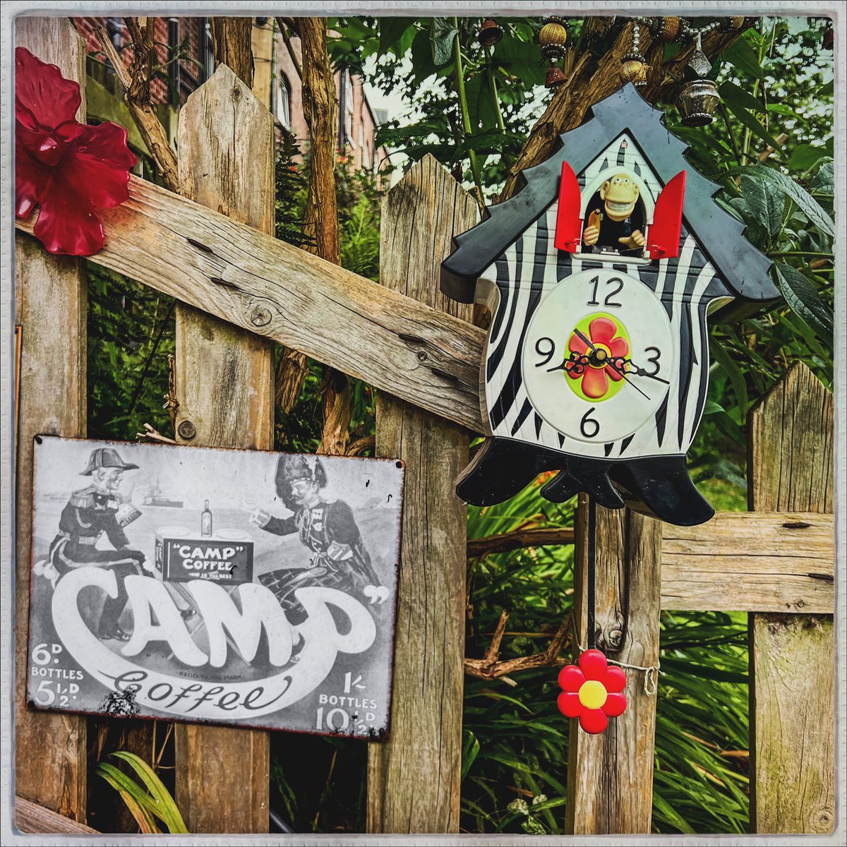 Bettylawless's tweet image. Day 226/366 #photoaday
I’m clearing a tatty outhouse atm, described as a conservatory 20 years ago. That was a generous description. Now it’s got to go, so I’m getting rid of stuff. This clock may not work anymore, but it is now enjoying a relocation in the garden. 
#cuckooclock