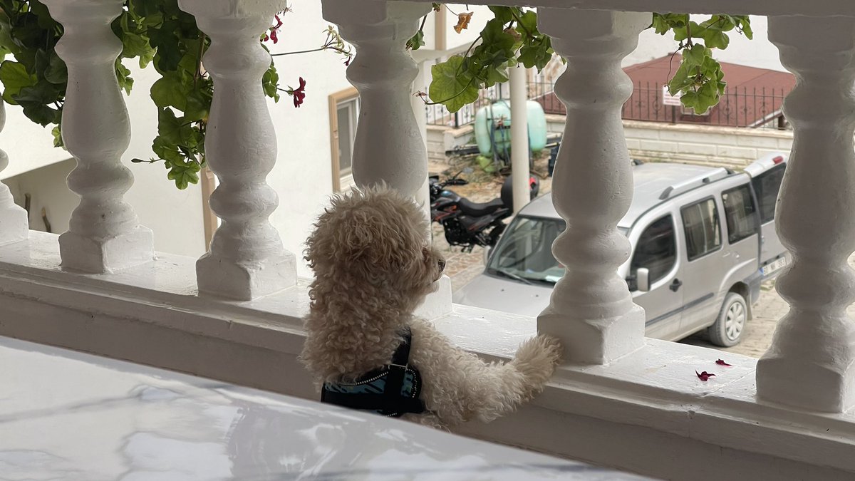 bernberrn's tweet image. #teddy bey köyde keşifte.