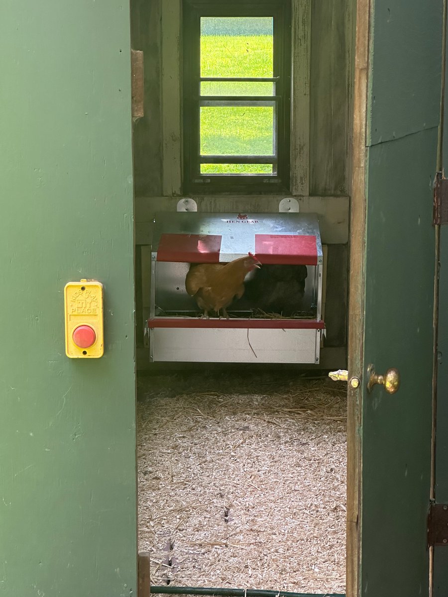 _HenGear_'s tweet photo. These hens a learning to use their new nesting box!

Learn more at https://t.co/6PfseQj6Vx

#chickens #rolloutnestbox #backyardchickens #pasturepoultry #homesteading #regenerativefarming #chickencoop #chickennestbox #regenerativefarming #chickencoopdoor #portablechickencoop https://t.co/jtMeVrR3Tf