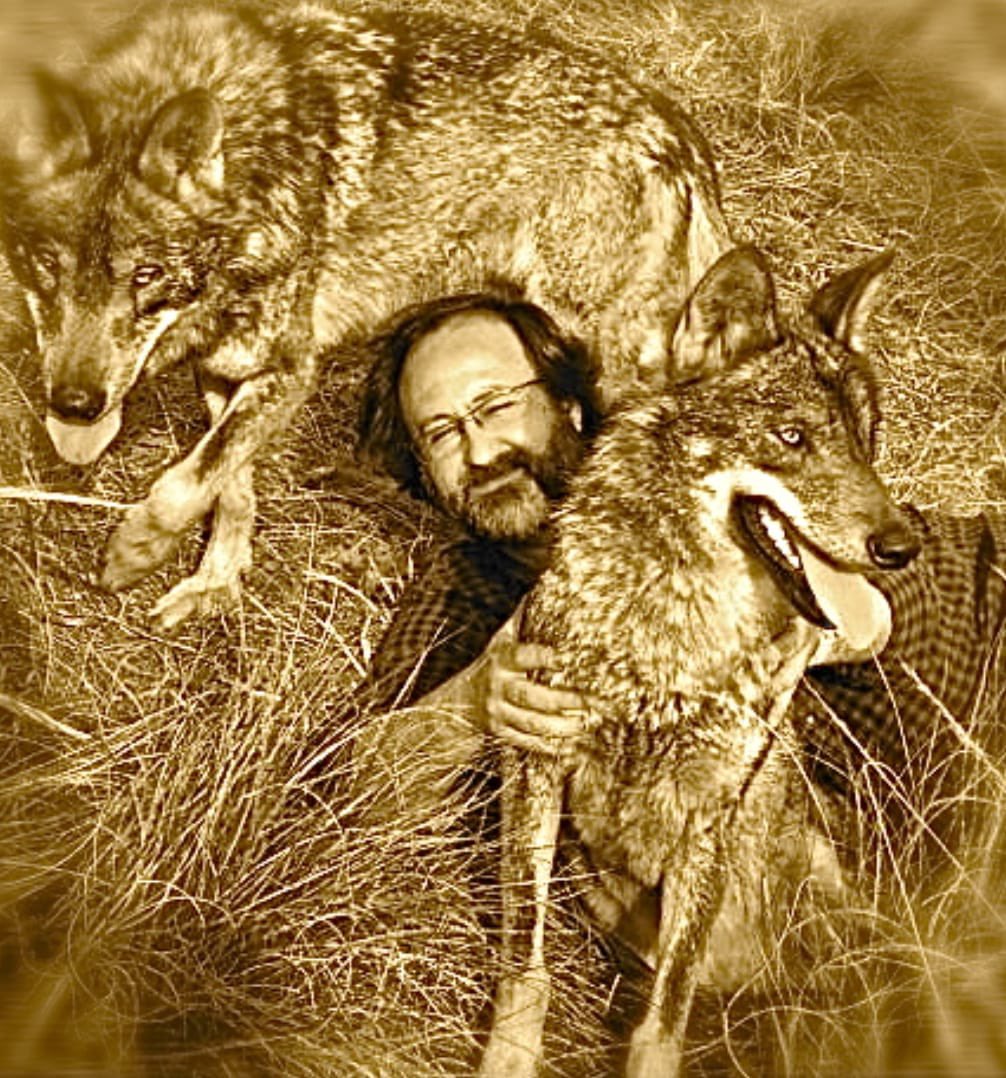 Lobo_Marley's tweet photo. Hoy es el día internacional del Lobo. Todos deberíamos estar orgullosos de tenerlo en nuestros ecosistemas. Es un garante de equilibrio ambiental. Es imperante que se le proteja de manera total y estricta. #lobovivo #loboprotegido https://t.co/HACfqIeov9