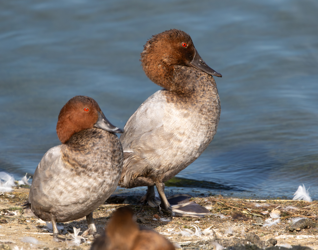 Sean Nixon tweet media