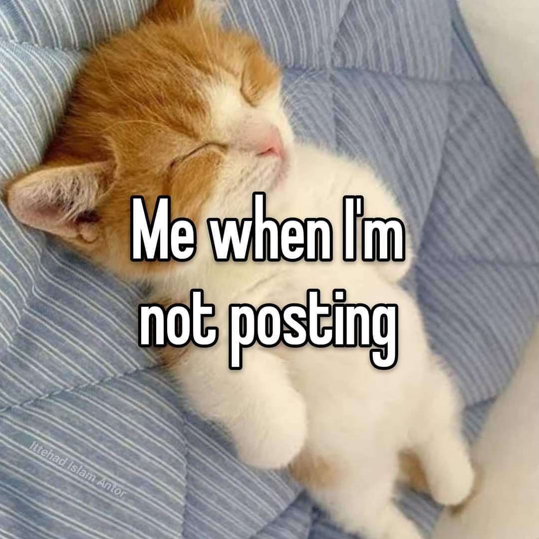 smol silly cat tweet media