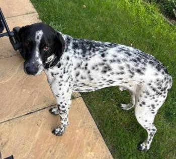 millypod1's tweet photo. ๐12 AUG 2024 #Lost ROO #ScanMe
OLDER Black & White German Shorthaired Pointer Male
Back Lane #Ringstead #Kettering #Northamptonshire #NN14
https://t.co/1CH6vK7ztw https://t.co/tm5X5AmLg6