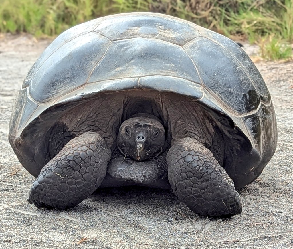 vickiemorgado1's tweet photo. Fabulous morning I'm Urbina Bay on Isabella Island in the #galapagos hiking. Saw many tortoises, land iguanasl as birds. Loved the black sandy beach. #whereiexplore #grovenorteacherfellow #educatorexplorer @LindbladExp @NatGeoEducation https://t.co/FJCvnaa2D7