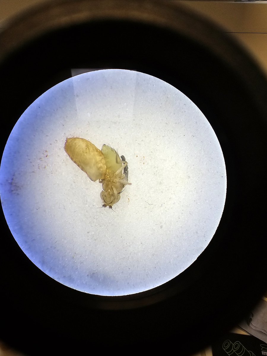 AlaraErenelMSc's tweet image. This might be the youngest adult I saw #labdiaries