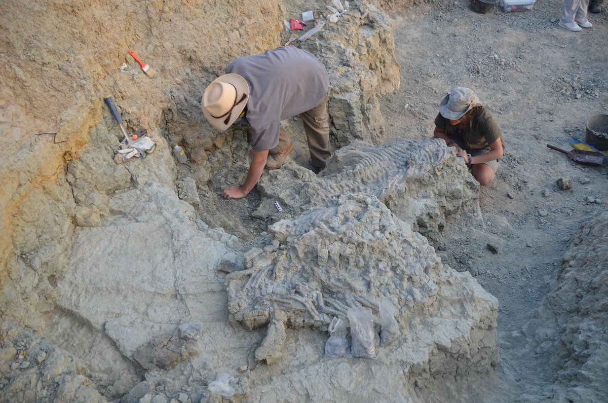 Pues hay días que dan gusto.
1/3 Se publica en <a href="/PalaeoE/">Palaeontologia Electronica</a> la descripción extendida del holotipo de #Paludidraco: Postcranial skeleton of the holotype of Paludidraco multidentatus palaeo-electronica.org/content/2024/5… by <a href="/PaleoAlber/">Alberto Cabezuelo Hernández</a> 
#Sauropterigios del #Triásico de #Guadalajara