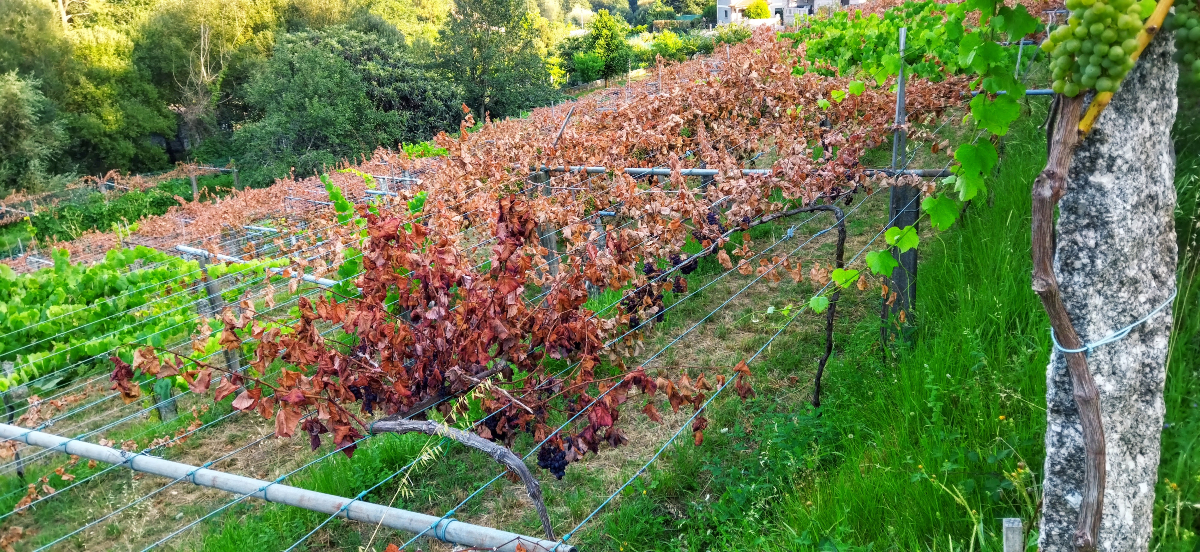 A nosa viña está devastada. Tras o ataque sufrido, a calor abrasadora só empeorou a situación.
As imaxes falan por si soas: un mar de desolación e dor. É difícil atopar palabras para describir esta traxedia. 
Grazas polo apoio.
#Atentado #RíasBaixas #Albariño #Sabotaxe