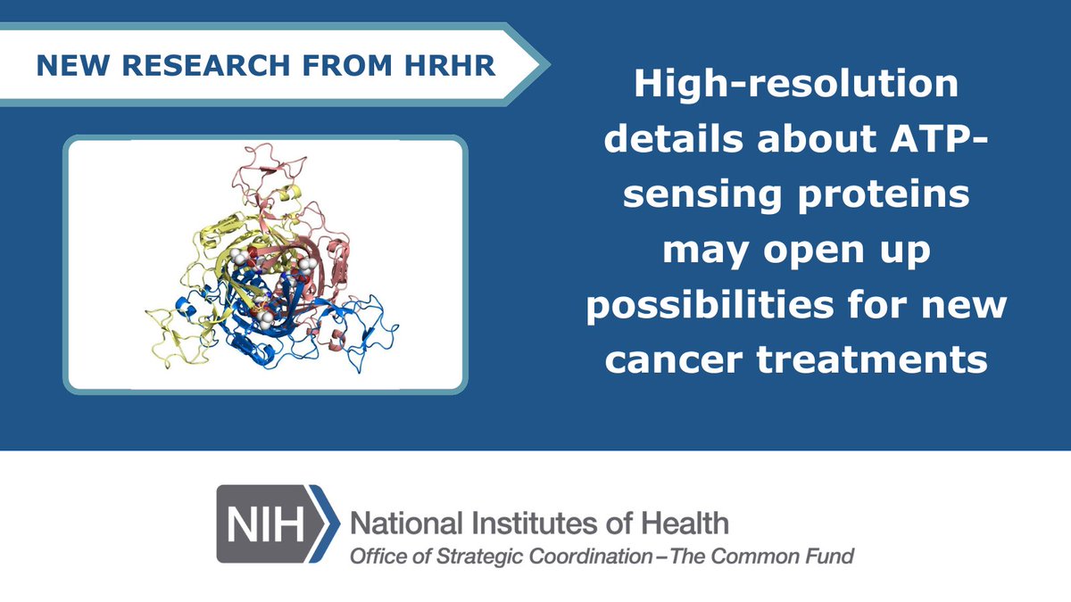NIH Common Fund (@nih_commonfund) on Twitter photo #NIHHighRisk researchers <a href="/MansoorLabOHSU/">MansoorLab</a> have revealed new details about proteins that sense #ATP which may open up new possibilities for #cancer treatments. Read more: nature.com/articles/s4146… #NIHHighRisk researchers <a href="/MansoorLabOHSU/">MansoorLab</a> have revealed new details about proteins that sense #ATP which may open up new possibilities for #cancer treatments. Read more: nature.com/articles/s4146…