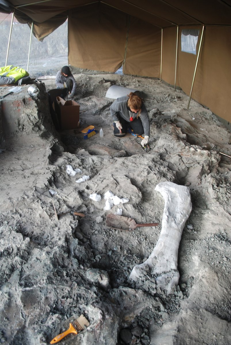 2/3 Sale en Cretaceous Research el preprint de: "Femoral diversity in titanosaur #sauropods from the Villalba de la Sierra Fm ... sciencedirect.com/science/articl… by <a href="/SrParamo/">A Paramo</a> et al 
#Dinosaurios del #Cretácico Superior de #Cuenca  #LoHueco)