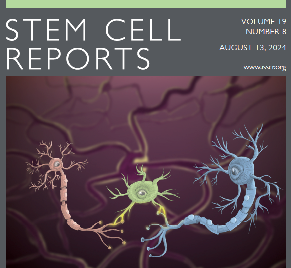 stemcellreports's tweet photo. Now online: @pinar_mesci et al from the Moutri lab @UCSDMedSchool studied the role of hu microglia during neurodevelopment & implicate MECP2 in microglial function & show microglia may be a therapeutic target for neurodev disorders https://t.co/soHTUmYQTr. @isscr @martinperaJAX https://t.co/uNpe3dLDAg
