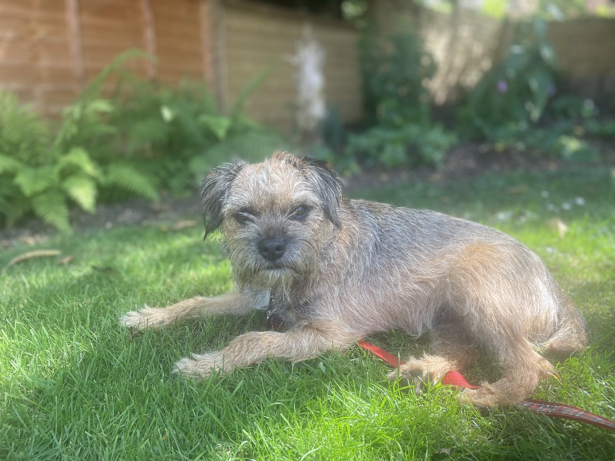 MissNancyBT's tweet photo. Here I am chilling in the garden #SUMMER2024 #BTPosse #garden #GardenersWorld #nature https://t.co/IKpGrOQ9BV