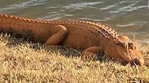 its almost pumpkin spice gator season