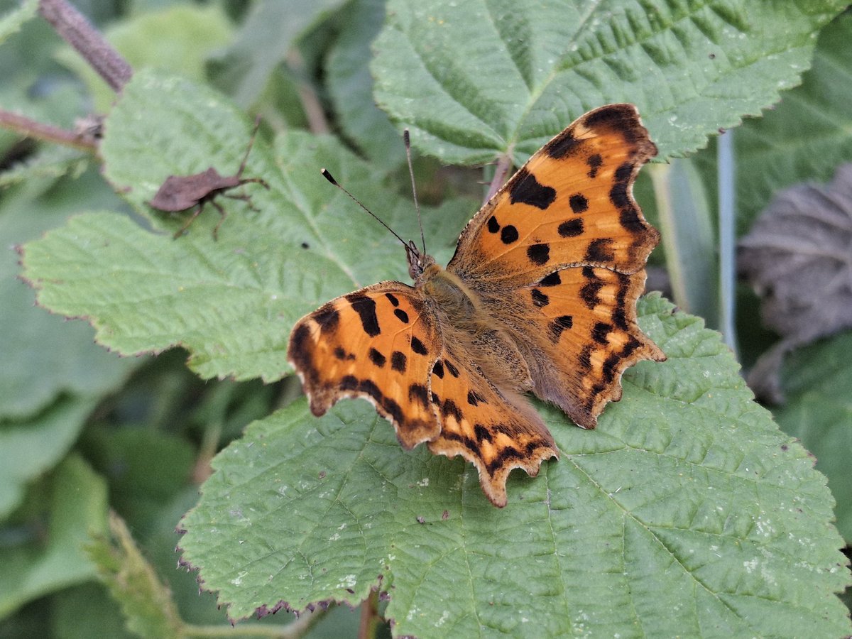 phileobios's tweet photo. Le Robert-le-Diable (Polygonia c-album) est un papillon facile à reconnaître grâce à ses ailes très découpées.

Son nom scientifique ("c-album") vient du petit "c" blanc caractéristique présent au revers des ailes postérieures de l’espèce (voir photo 2) https://t.co/nrwjBguzQA