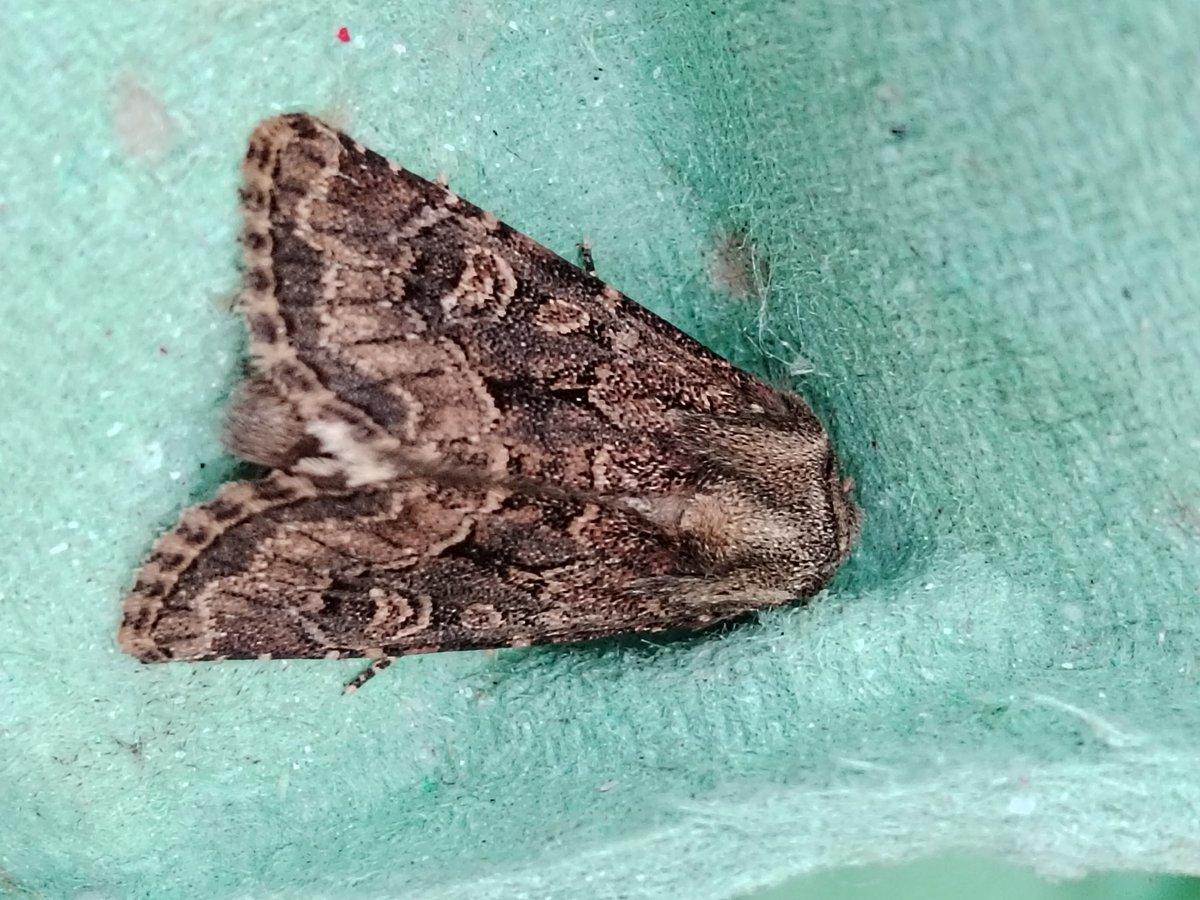 AilinKee's tweet photo. ☹️ Not a great result from the moth trap in my garden last night. 7 moths, 6 species.. 😥 #natureconnection #mothmatters https://t.co/kLnNyHJiPQ
