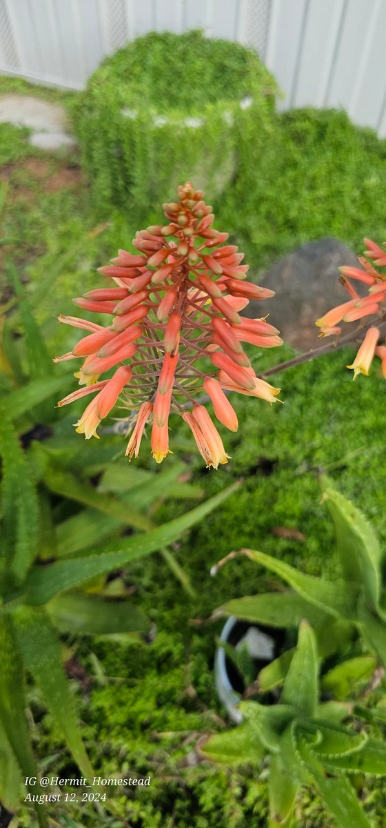 HermitHomestead's tweet photo. #aloeflower love these and so do the #hummingbirds https://t.co/xB7qWO0d0o
