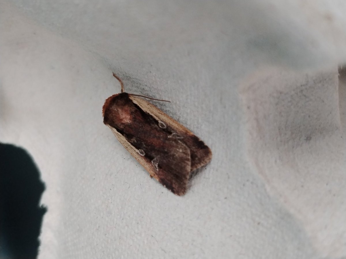 AilinKee's tweet photo. ☹️ Not a great result from the moth trap in my garden last night. 7 moths, 6 species.. 😥 #natureconnection #mothmatters https://t.co/kLnNyHJiPQ