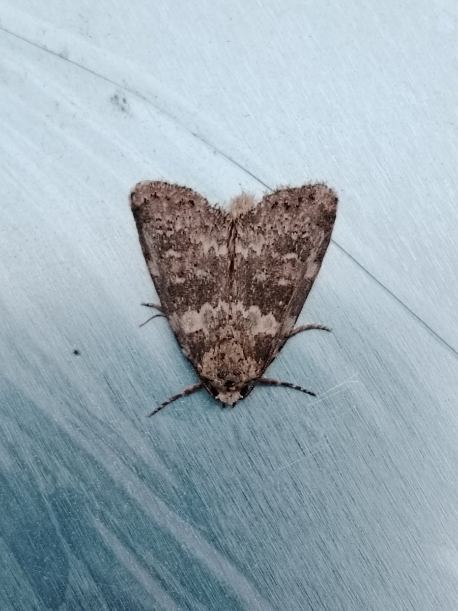 AilinKee's tweet photo. ☹️ Not a great result from the moth trap in my garden last night. 7 moths, 6 species.. 😥 #natureconnection #mothmatters https://t.co/kLnNyHJiPQ