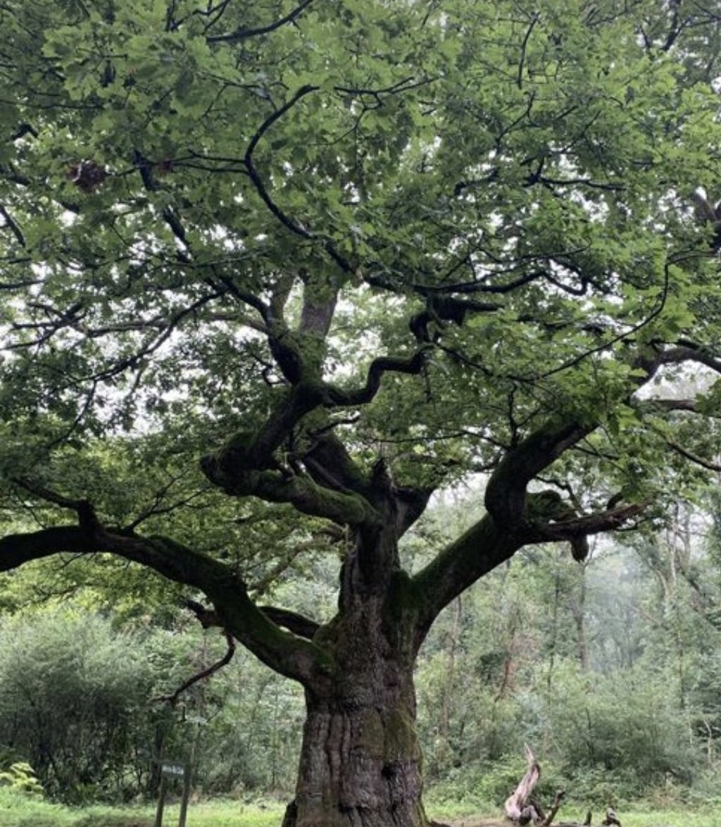 La religión del roble o del dios roble ha sido compartida por todas las ramas del tronco  ario en Europa. Lo mismo griegos que ítalos lo asociaron con Zeus o Júpiter, dios del cielo, de la lluvia y del trueno. #roble