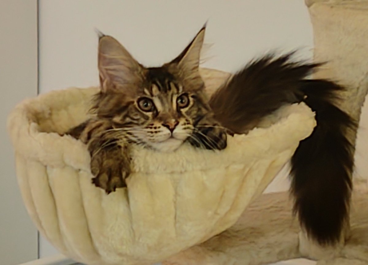 MKMAgency's tweet image. Cucu! 🐱