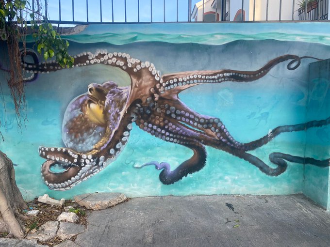 Arte callejero de playa del carmen https://t.co/f69sG8UYKO