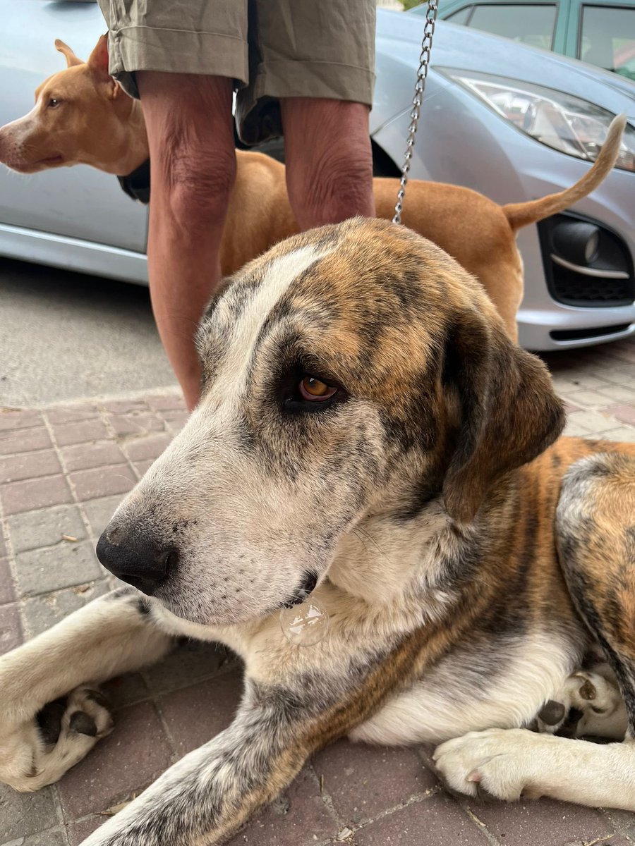 Ha aparecido abandonado en Navalmoral, por qué su ayuntamiento <a href="/ayto_navalmoral/">Ayto Navalmoral</a>  no se hace cargo de los animales abandonados?? Es suficientemente grande como para destinar presupuesto para evitar esto.