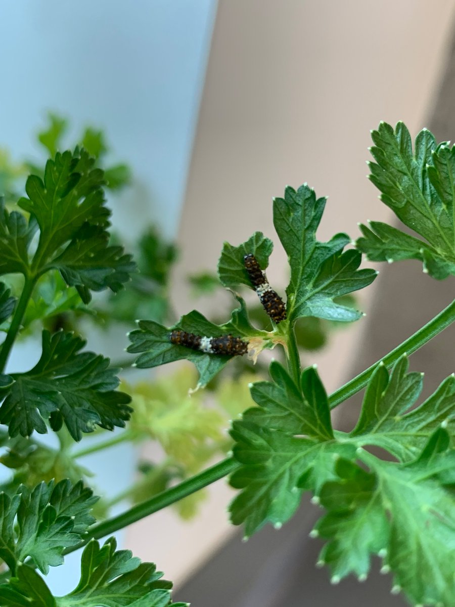 I bought a parsley plant in the store and came with babies 🐛🐛. we have new caterpillars in the lab 😅