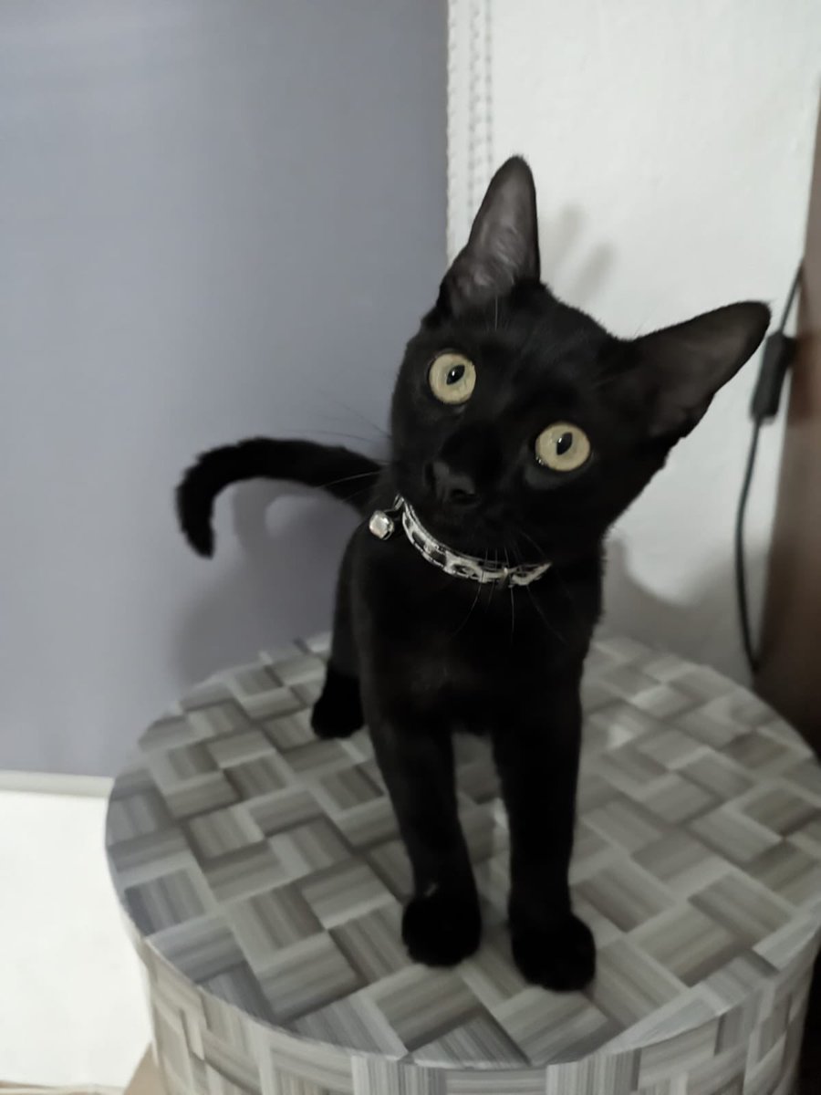 Preciosa gata de menos de un año busca hogar responsable