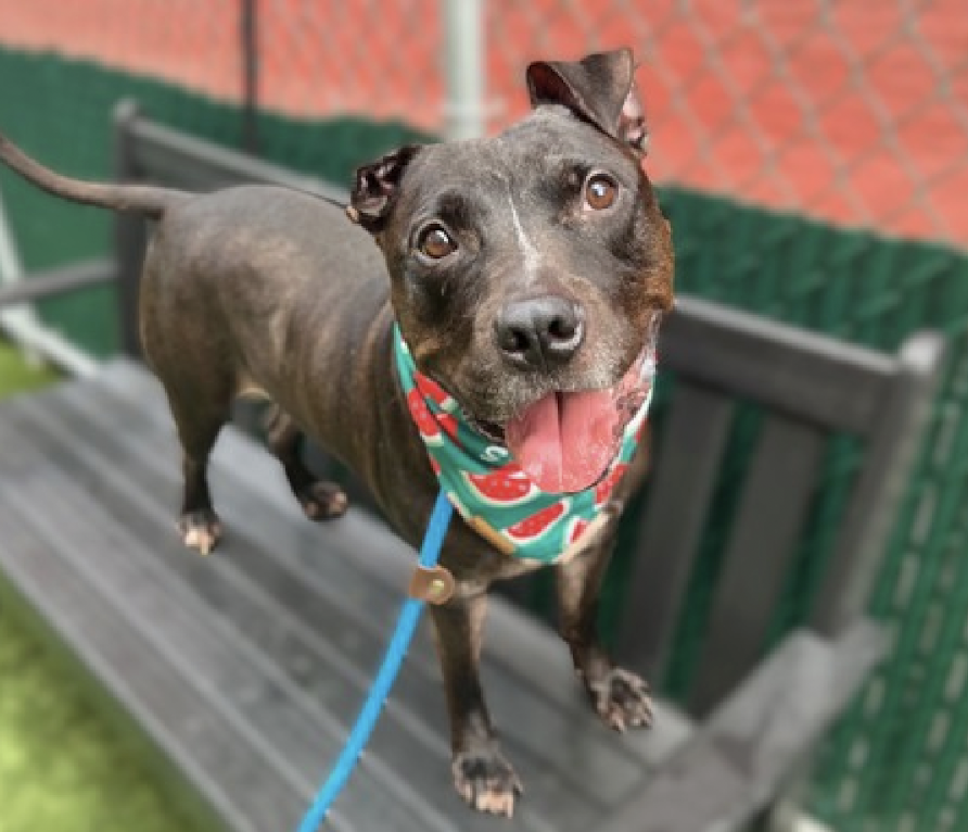 BeeDoDoobieDo's tweet photo. #PriorityPlacement #SeniorDog #95DaysInShelter
Bring Bobo Home!
This charming senior needs to find his way OUT of the shelter and into a🏠home where he can be ☺️seen each day. A home where he knows he 🫶🏼matters. A home filled with patience and 💞love.
https://t.co/IOyi9KW45h