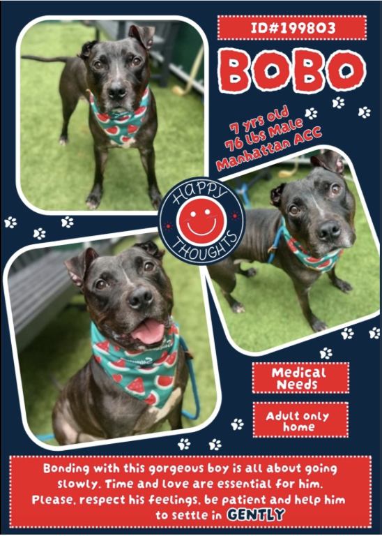 BeeDoDoobieDo's tweet photo. #PriorityPlacement #SeniorDog #95DaysInShelter
Bring Bobo Home!
This charming senior needs to find his way OUT of the shelter and into a🏠home where he can be ☺️seen each day. A home where he knows he 🫶🏼matters. A home filled with patience and 💞love.
https://t.co/IOyi9KW45h