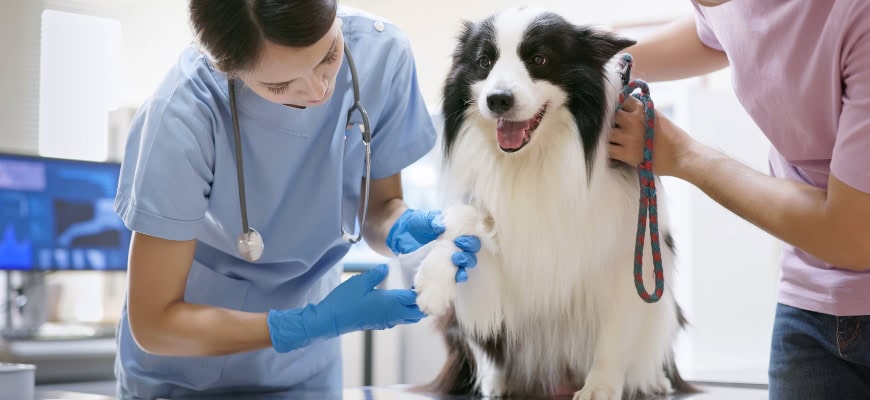 WOOF! Services tweet media