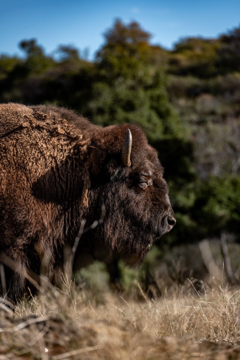 CKIVFoundation's tweet photo. Exciting news at the C4 Ranch 🦬🦬 Our resident bison, Martha, has some new friends!
Fun facts about Bison:
- an adult bison bull can weigh up to 2,000 lbs
- bison can run up to 35 miles per hour and are extremely agile
- they are the largest mammal in North America
#c4ranch #c4foundation #ranch #ranchanimals #buffalo #bison