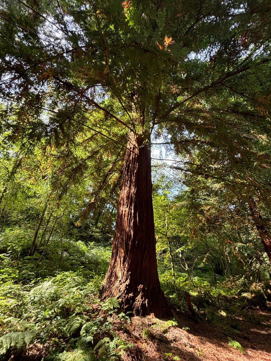 Yes, I admit it, I've been there again <a href="/NymansNT/">NymansNT</a> in #Sussex.  After all,  it is  #thicktrunktuesday and the weather was nice. #trees #Treepeople #TreeClub #writerslife