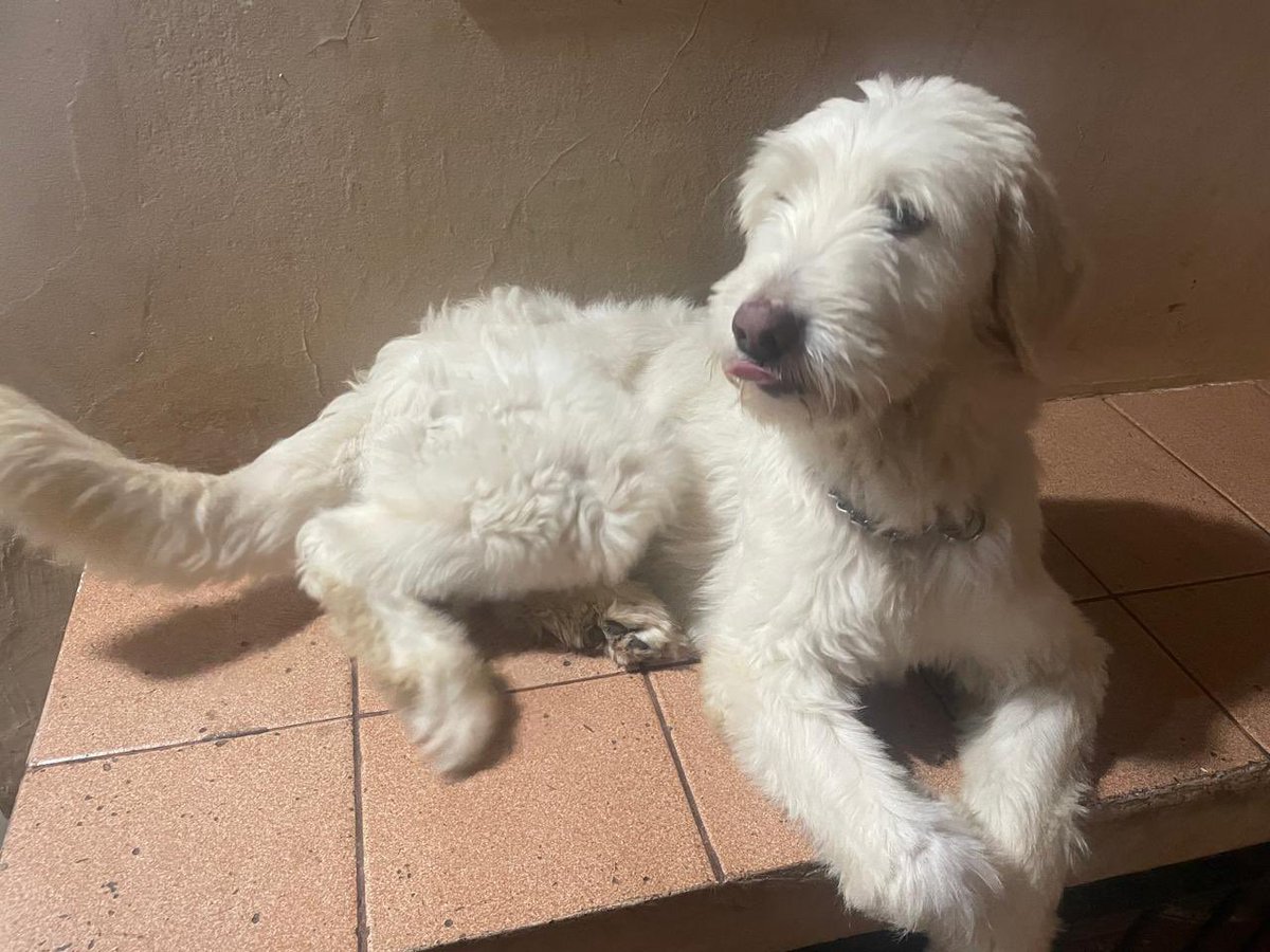 JuliaBobrow's tweet photo. ADOÇÃO URGENTE SP

Caramelo, 3 anos e 4 meses (nascido em abril/21). Muito doce, se da super bem com crianças e adultos e tem ótima interação com outros os animais.
Tem bastante energia.
Contato: 11 988158082 (Kleber) https://t.co/XiRyHBlzzK
