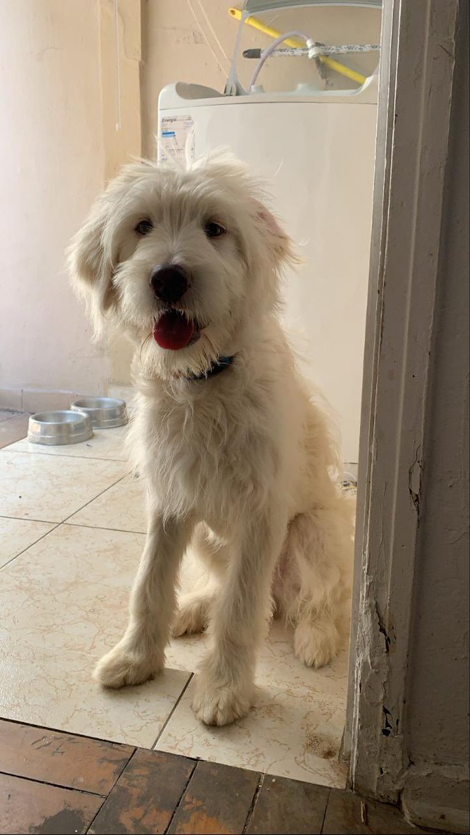 JuliaBobrow's tweet photo. ADOÇÃO URGENTE SP

Caramelo, 3 anos e 4 meses (nascido em abril/21). Muito doce, se da super bem com crianças e adultos e tem ótima interação com outros os animais.
Tem bastante energia.
Contato: 11 988158082 (Kleber) https://t.co/XiRyHBlzzK